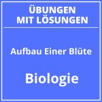 Aufbau Einer Blüte 5 Klasse PDF