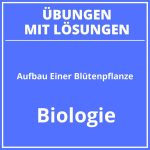 Aufbau Einer Blütenpflanze 6 Klasse PDF