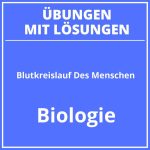 Blutkreislauf Des Menschen Arbeitsblatt Lösung PDF