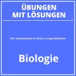 Der Gasaustausch In Einem Lungenbläschen Arbeitsblatt Lösung PDF