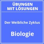 Der Weibliche Zyklus Arbeitsblatt Lösungen PDF