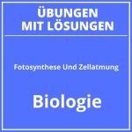 Fotosynthese Und Zellatmung Arbeitsblatt Lösungen PDF