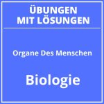 Organe Des Menschen Arbeitsblatt PDF